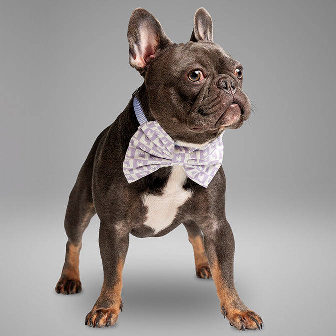 Pooch Mode Pug and Frenchie Neck Bow