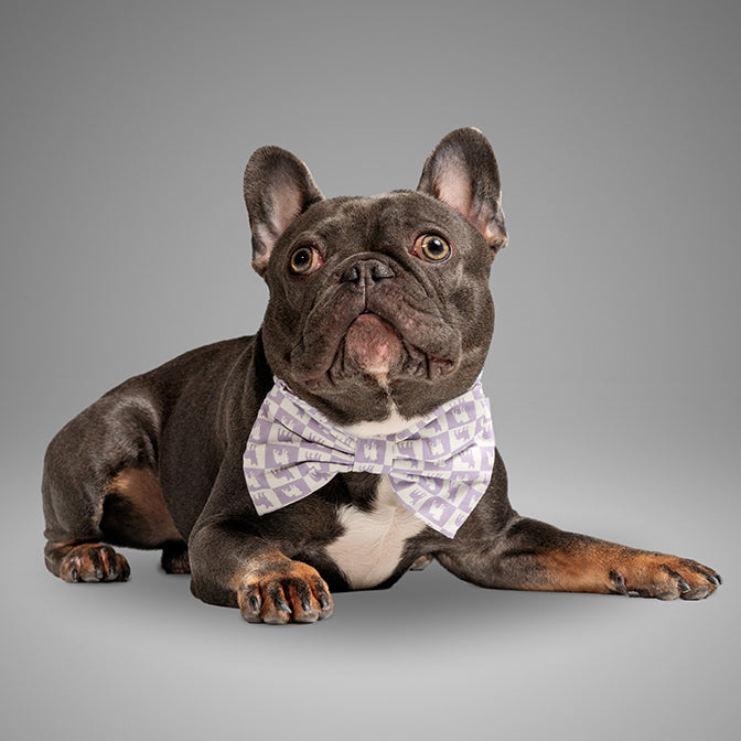 Pooch Mode Pug and Frenchie Neck Bow