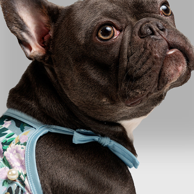 Pooch Mode Floral Printed Dress with Pearls