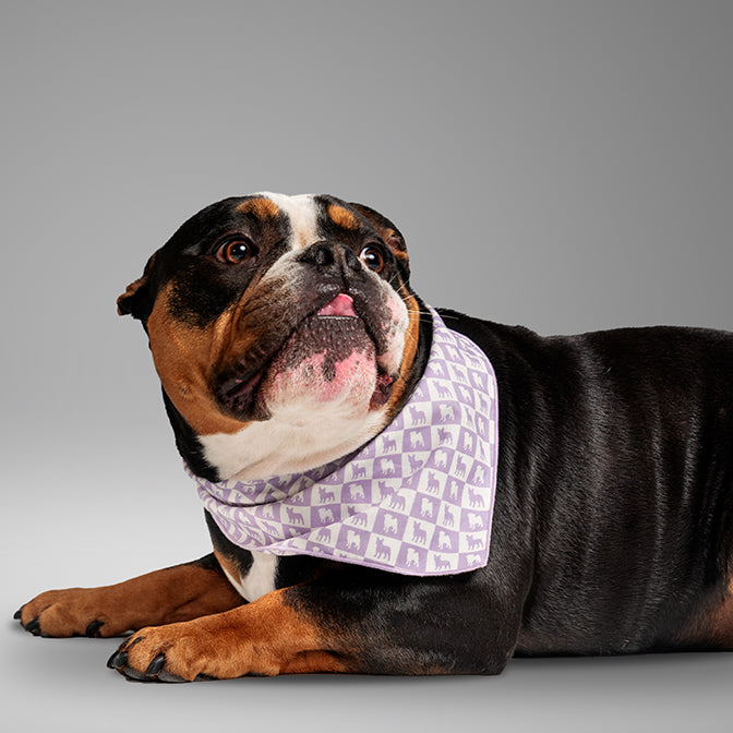 Pooch Mode Pug and Frenchie Bandana