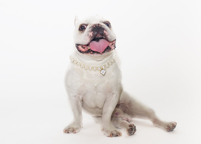 Pup Pearl Necklace | Pearl Necklace | Pooch Mode